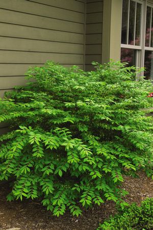 DWARF WING BURNING BUSH 30 CM - image 6