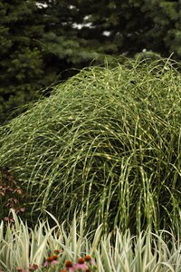 DWARF ZEBRA GRASS LITTLE ZEBRA 1G - image 2
