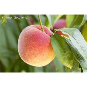 EARLY REDHAVEN PEACH TREE 6G