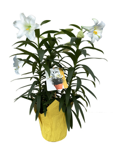 Easter Lily 6"