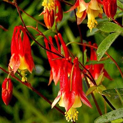 EASTERN COLUMBINE RED 1G