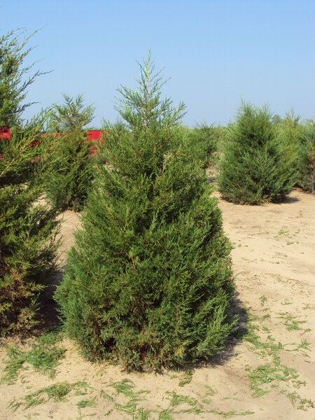 EASTERN RED CEDAR 80CM