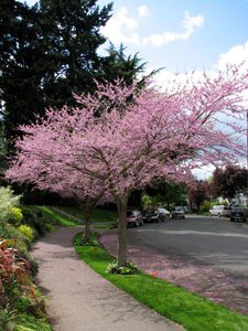 EASTERN REDBUD 70MM - image 3