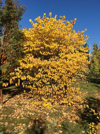 EASTERN REDBUD CLUMP 100CM - image 4