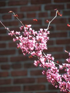 EASTERN REDBUD CLUMP 100CM - image 5