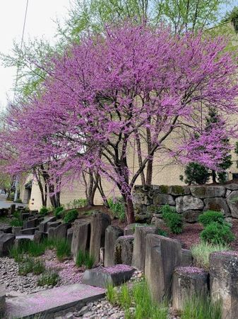 EASTERN REDBUD CLUMP 100CM - image 1