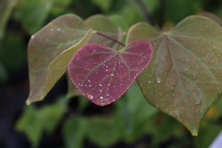 EASTERN REDBUD CLUMP 60CM - image 3