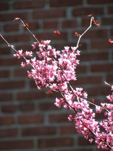 EASTERN REDBUD SHRUB 250CM - image 3