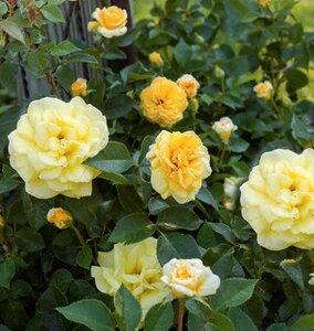 EASY ELEGANCE HIGH VOLTAGE ROSE 2G Shrub (3 Month Warranty)