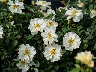 EASY ELEGANCE KASHMIR ROSE 2G Shrub (3 Month Warranty)