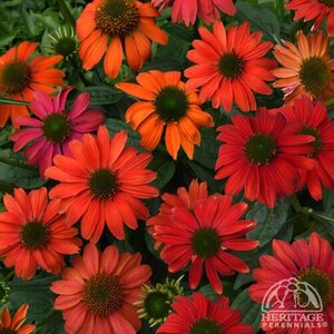 ECHINACEA CONEFLOWER ARTISIAN RED OMBRE 1G