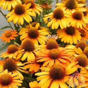 ECHINACEA CONEFLOWER ARTISIAN YELLOW OMBRE 1G