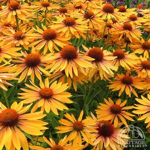 ECHINACEA CONEFLOWER BIG KAHUNA 1G