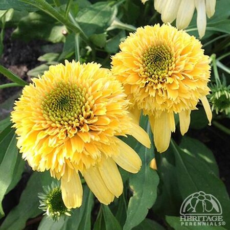 ECHINACEA CONEFLOWER CARA MIA YELLOW 1G