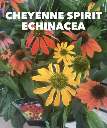 ECHINACEA CONEFLOWER CHEYENNE SPIRIT 1G