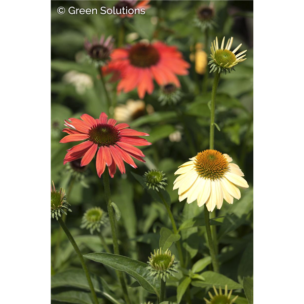 ECHINACEA CONEFLOWER CHEYENNE SPIRIT 4IN
