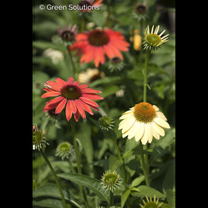 ECHINACEA CONEFLOWER CHEYENNE SPIRIT 4IN