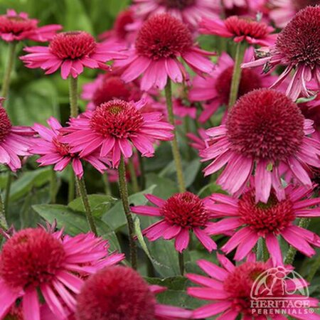 ECHINACEA CONEFLOWER DELICIOUS CANDY 1G