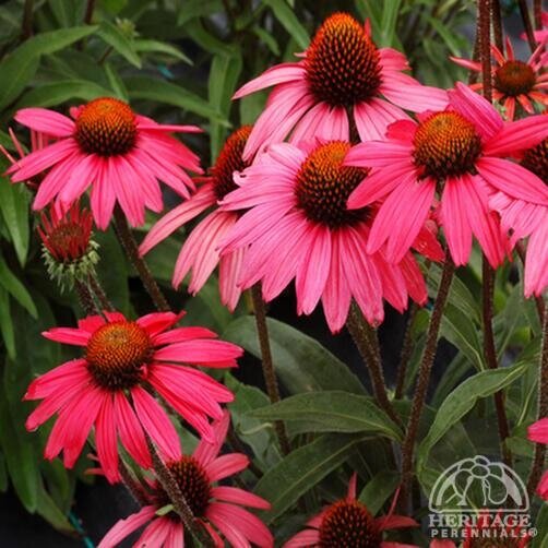 ECHINACEA CONEFLOWER GLOWING DREAM 1G