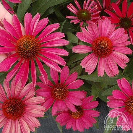 ECHINACEA CONEFLOWER KISMET RASPBERRY 1G