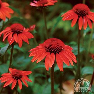 ECHINACEA CONEFLOWER KISMET RED 1G