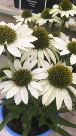 ECHINACEA CONEFLOWER KISMET WHITE 1G