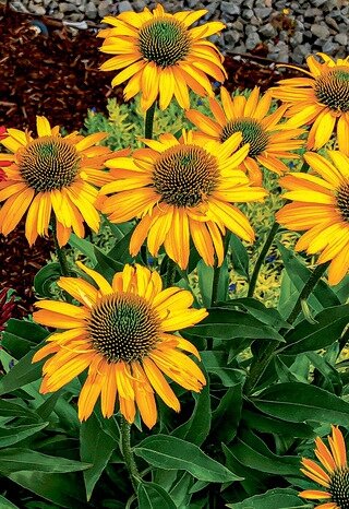 ECHINACEA CONEFLOWER KISMET YELLOW 1G