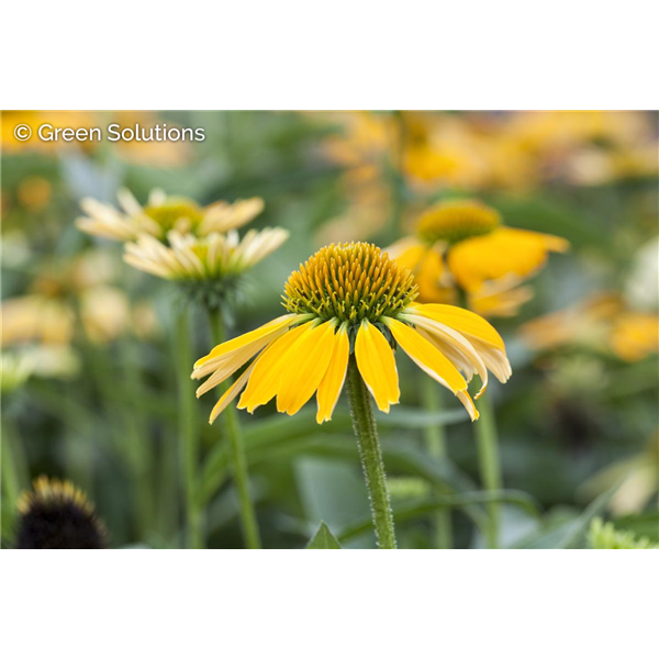 ECHINACEA CONEFLOWER MELLOW YELLOWS 1G
