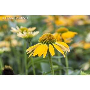 ECHINACEA CONEFLOWER MELLOW YELLOWS 1G