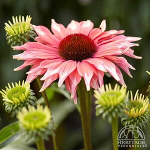 ECHINACEA CONEFLOWER PLAYFUL MEADOW MAMA 1G