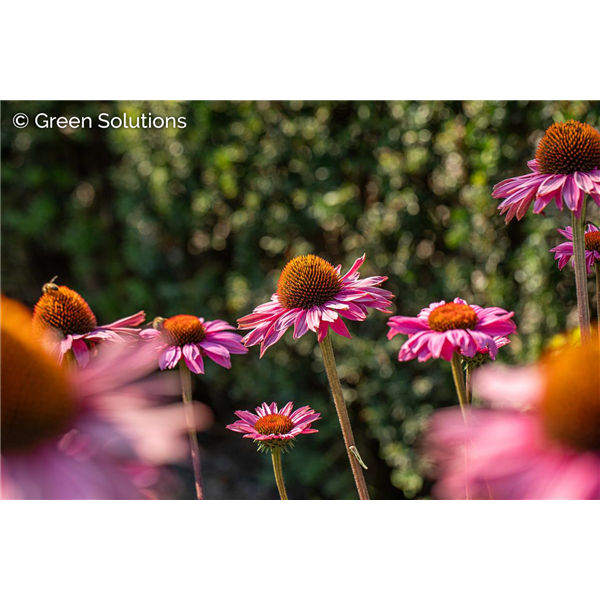 ECHINACEA CONEFLOWER POW WOW WILD BERRY 4IN