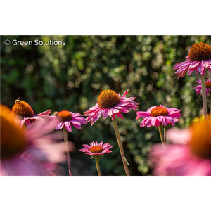 ECHINACEA CONEFLOWER POW WOW WILD BERRY 4IN