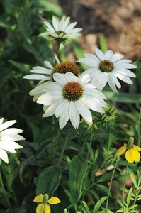 ECHINACEA CONEFLOWER POWWOW WHITE 1G