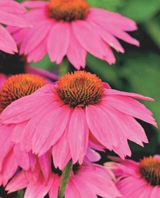 ECHINACEA CONEFLOWER POWWOW WILD BERRY 2G