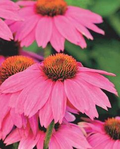 ECHINACEA CONEFLOWER POWWOW WILD BERRY 2G