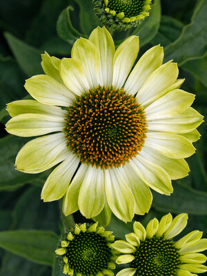 ECHINACEA CONEFLOWER PRIMA  LIME 1G