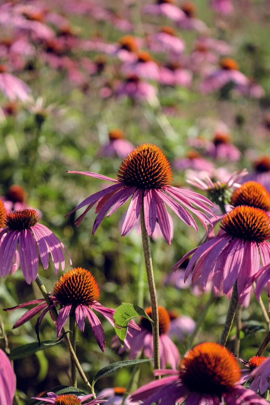 ECHINACEA CONEFLOWER PURPUREA (NATIVE) 1G Oxford InstaShade