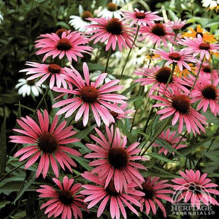 ECHINACEA CONEFLOWER RUBY STAR 1G