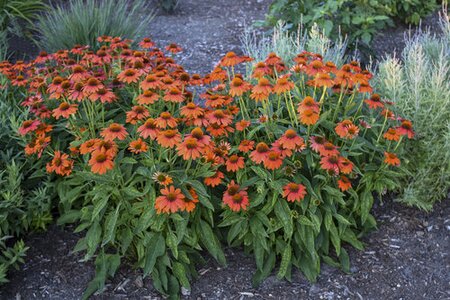 ECHINACEA CONEFLOWER SOMBRERO ADOBE ORANGE 1G