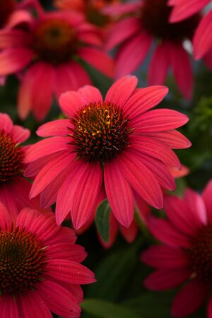 ECHINACEA CONEFLOWER SOMBRERO BAJA BURGUNDY 1G