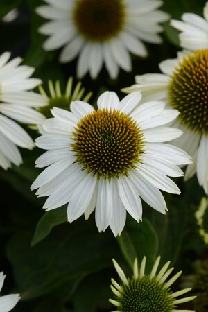 ECHINACEA CONEFLOWER SOMBRERO BLANCO 1G