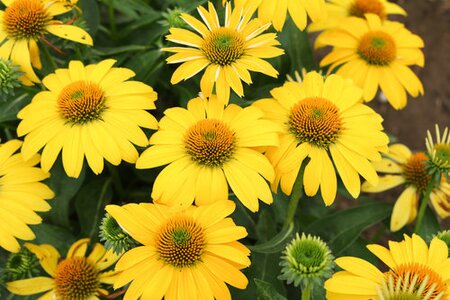 ECHINACEA CONEFLOWER SOMBRERO LEMON YELLOW 1G