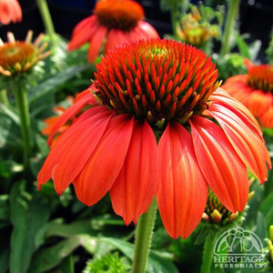 ECHINACEA CONEFLOWER SOMBRERO POCO HOT CORAL 1G