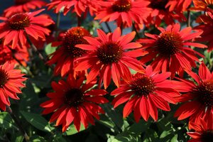 ECHINACEA CONEFLOWER SOMBRERO SANGRITA 1G