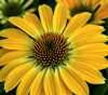 ECHINACEA CONEFLOWER SUMMER SOLSTICE 1G