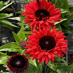 ECHINACEA CONEFLOWER SUNSEEKERS RACING RED 1G