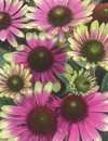 ECHINACEA CONEFLOWER SWEET SANDIA 1G