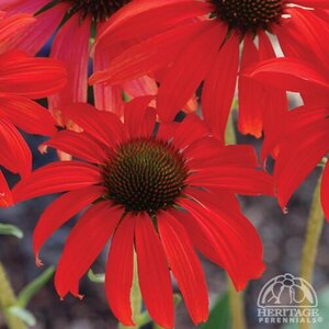 ECHINACEA CONEFLOWER TOMATO SOUP 1G