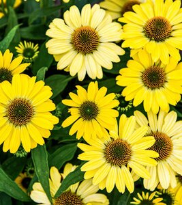 ECHINACEA EYE CATCHER CANARY FEATHERS CONEFLOWER 1G