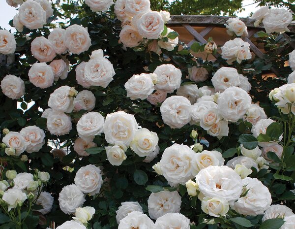 EDEN ROSE 2G-White-Climbing